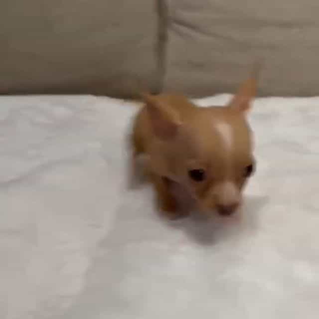 Miniture Lacy c - Chihuahua Female