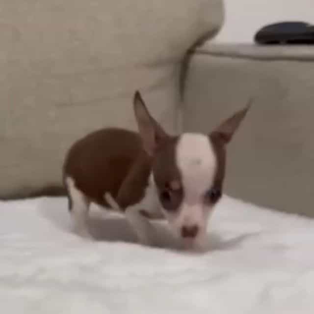 Miniture Mrs Br - Chihuahua Female