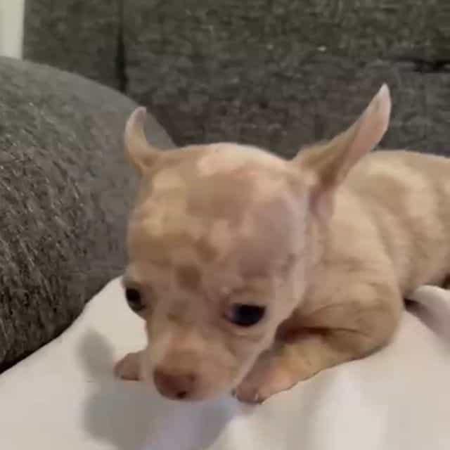 Mr Merle - Chihuahua Male