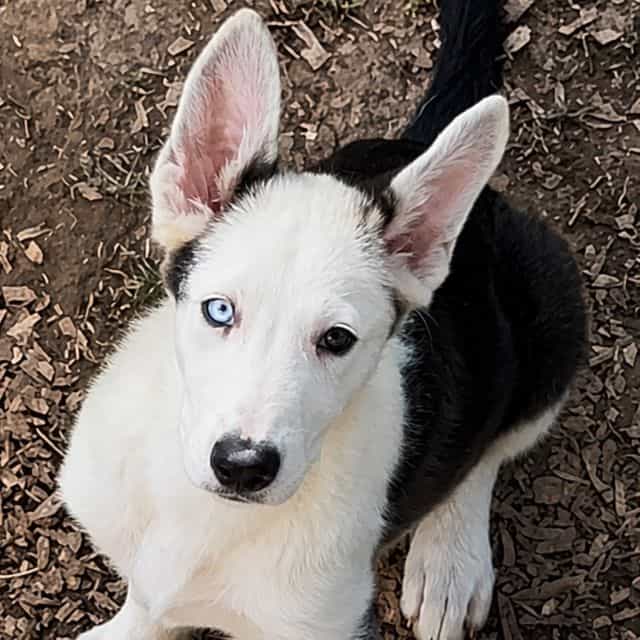 Panda  - German Shepherd Dog Male