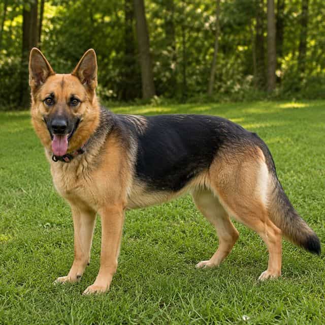 Sage  - German Shepherd Dog Female