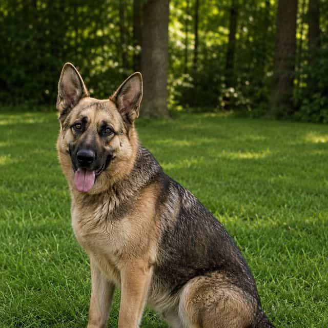 Baby girl - German Shepherd Dog Female