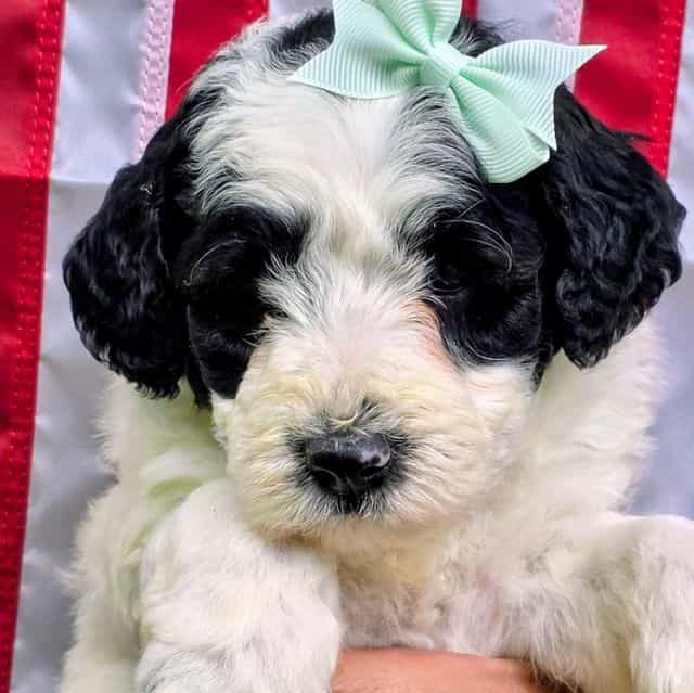 Pearl-mini - Sheepadoodle Female