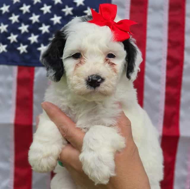 Opal-mini - Sheepadoodle Female