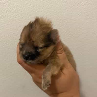 Kandy - Pomeranian Female