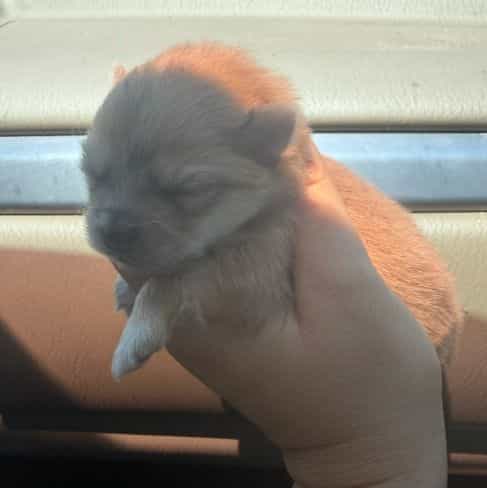 Mimi - Pomeranian Female