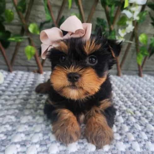 Pippy - Morkie Female