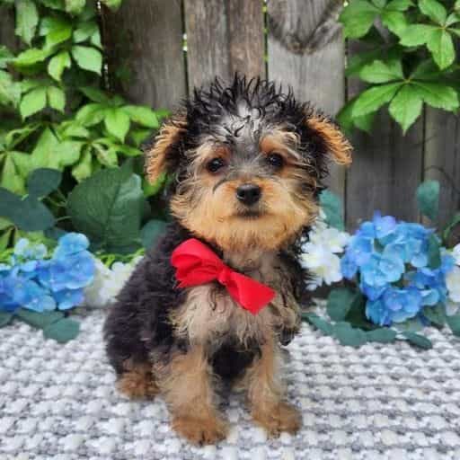 Tiny Timmy - Yorkshire Terrier Male