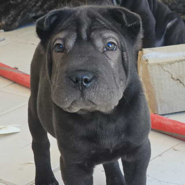 Nails - Chinese Shar-Pei Male