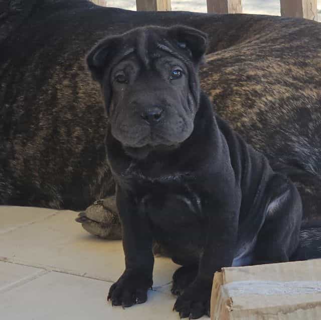 Screws - Chinese Shar-Pei Male