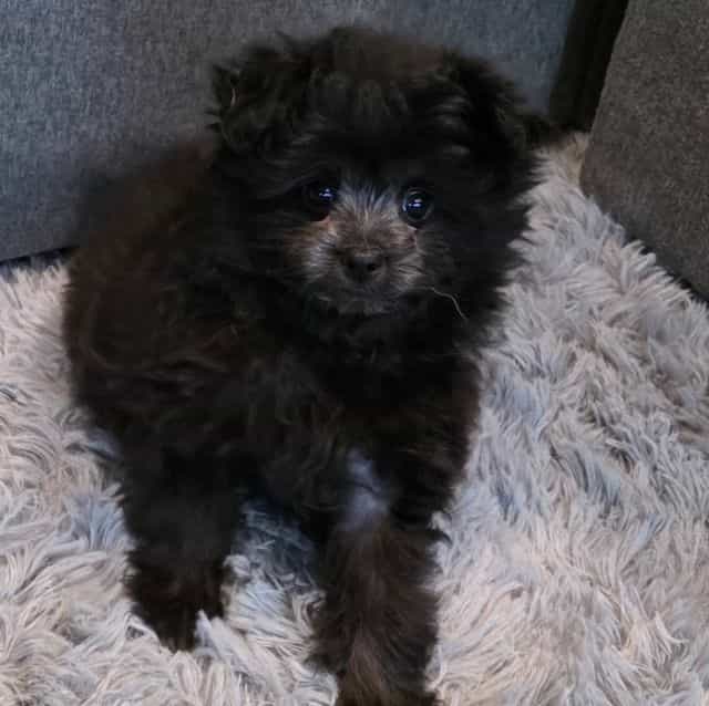Raven - Pomapoo Female