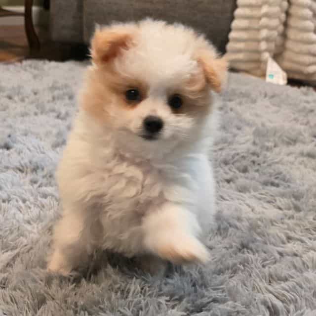 Mikey - Pomapoo Male