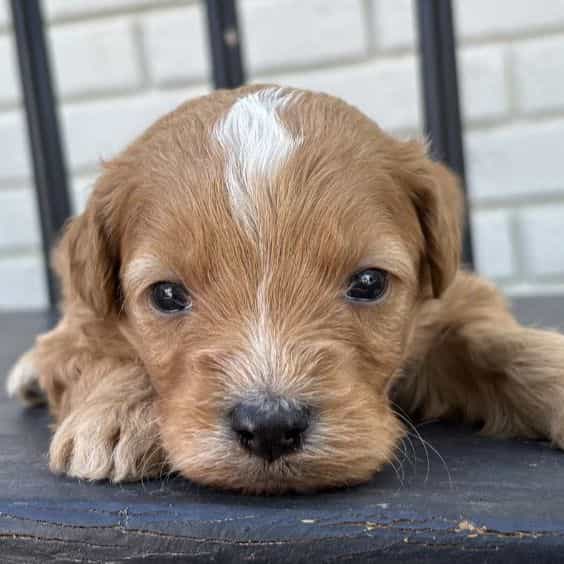 Ricotta - Goldendoodle Male