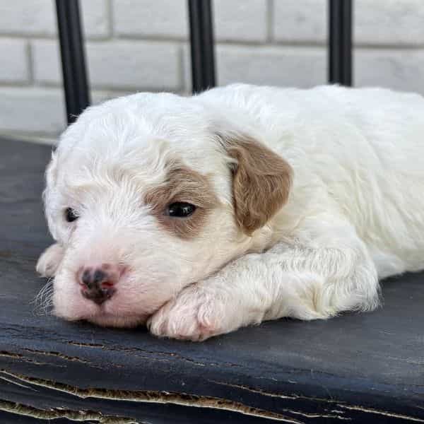 Mozzarella - Goldendoodle Female