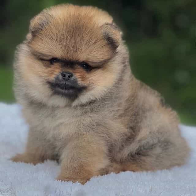 Dorito Teddy Be - Pomeranian Male