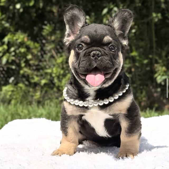 CLEO FLUFFY - French Bulldog Female