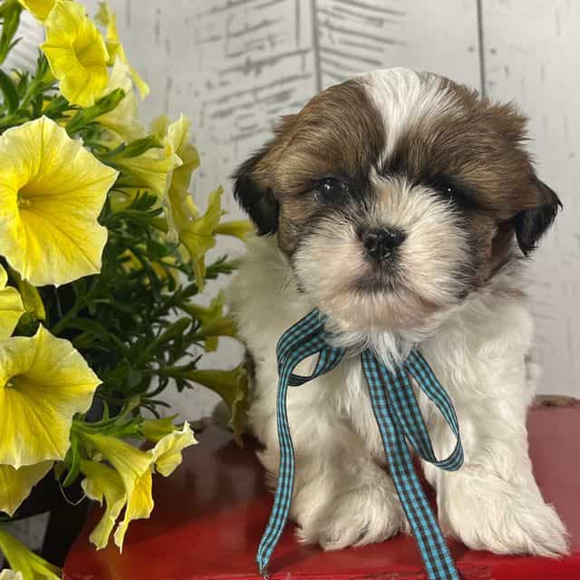 Benny - Shih Tzu Male