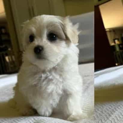 Boy A - Mal-Shih Male