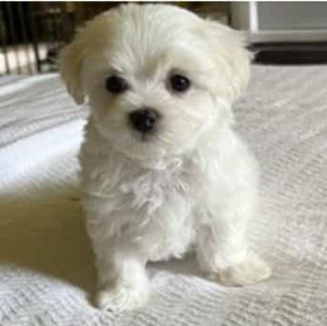Boy B - Mal-Shih Male