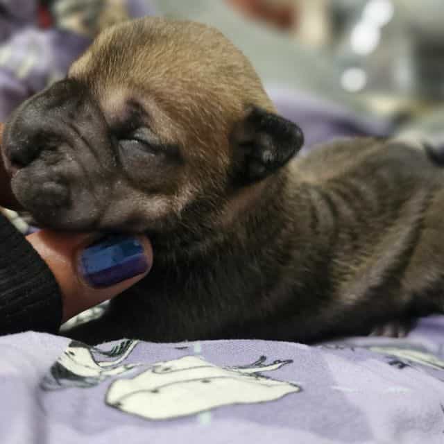 Tortellini - Chinese Shar-Pei Female