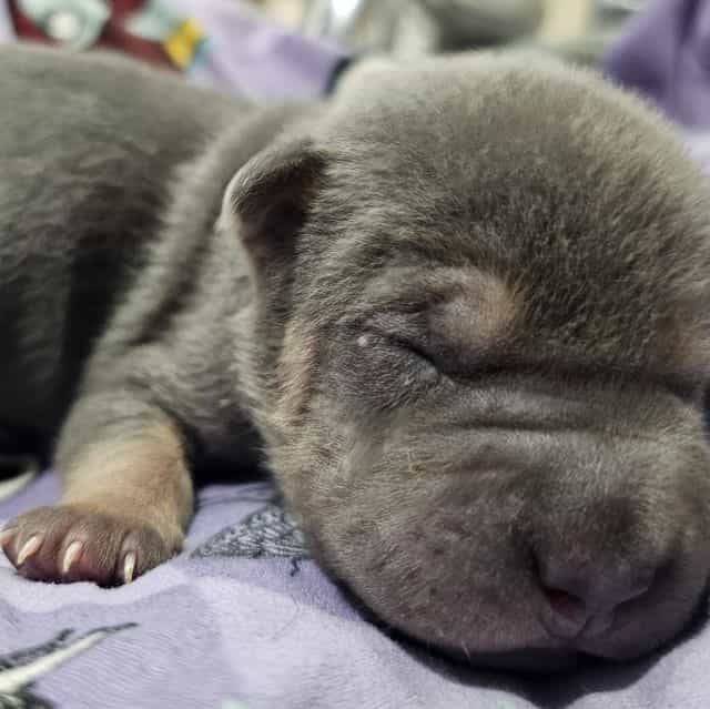 Linguine - Chinese Shar-Pei Male