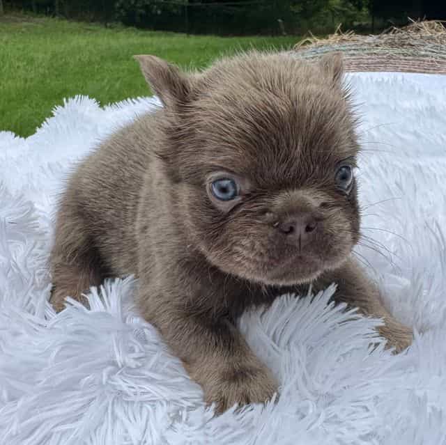 Rocky  - French Bulldog Male