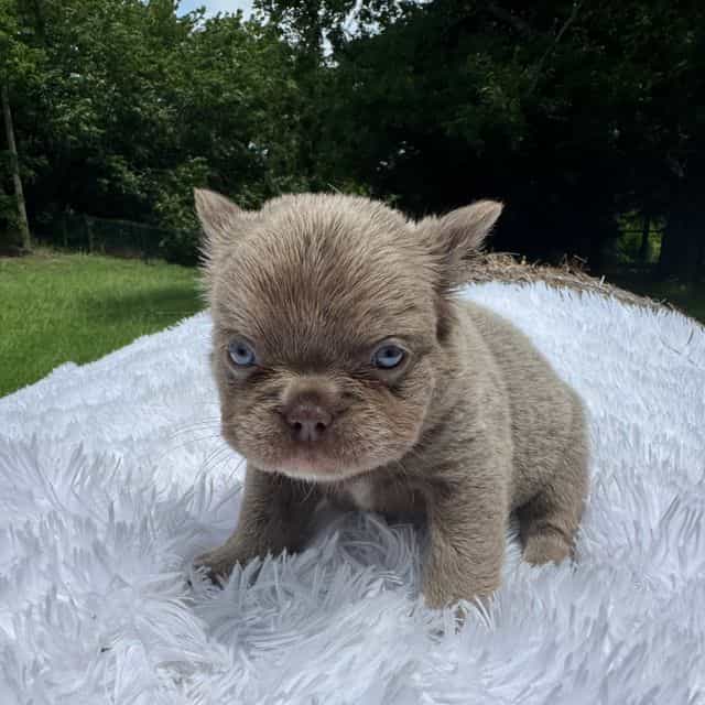 Pearl - French Bulldog Female