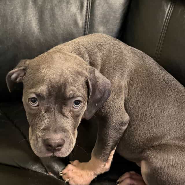 Trench - American Bully Male