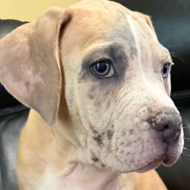 King - American Bully Male