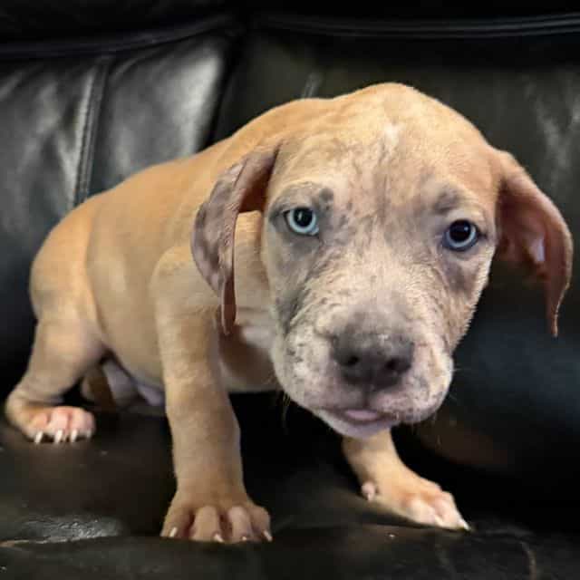 Pedro - American Bully Male
