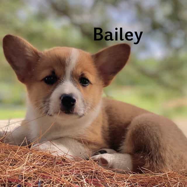 Bailey - Cardigan Welsh Corgi Female