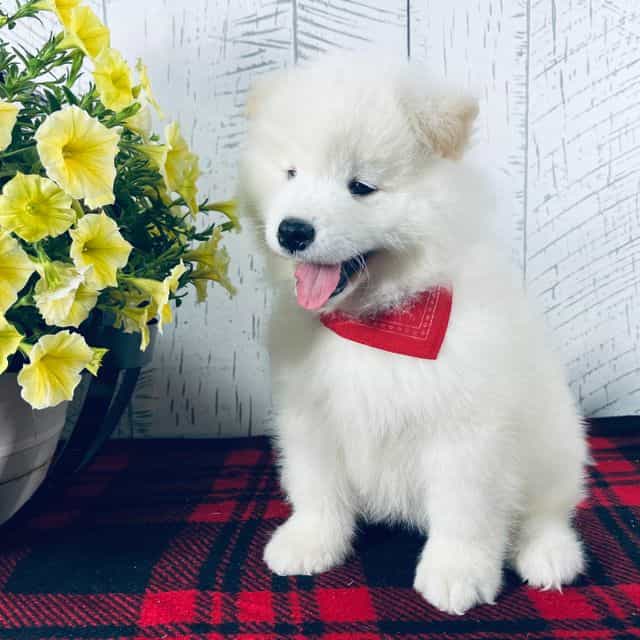Cosmo - Samoyed Male