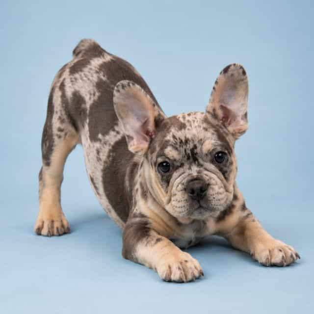 Tank - French Bulldog Male