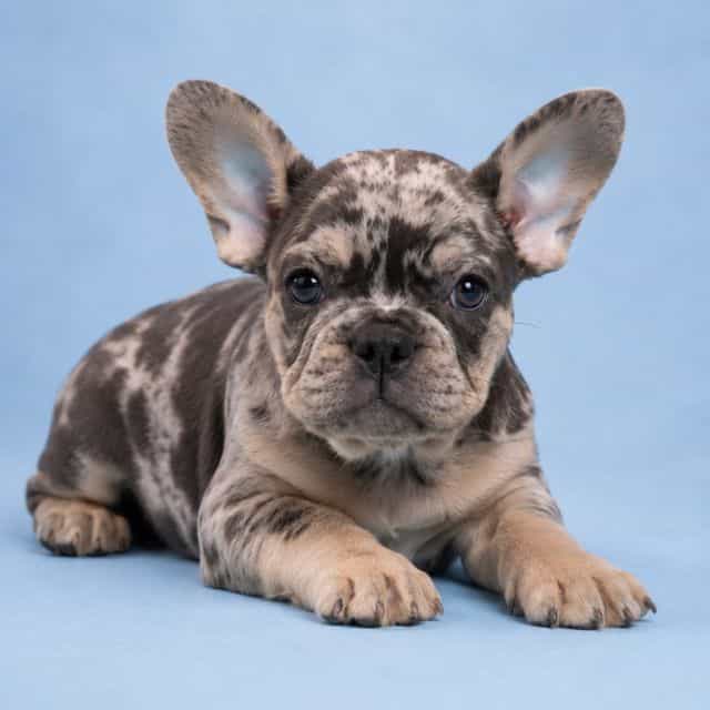 Gigi - French Bulldog Female