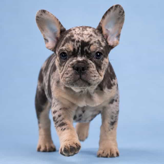 Gigi - French Bulldog Female