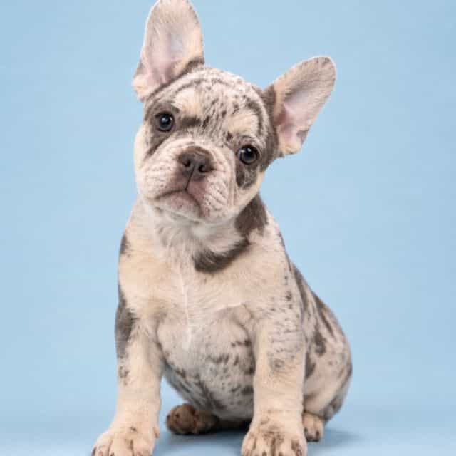 Me me  - French Bulldog Female