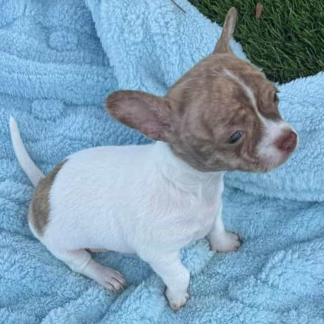 Seth - Chihuahua Male