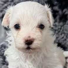Gus - Maltese Male