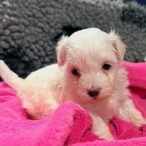 Ginnie - Maltese Female