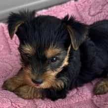 Betsy - Yorkshire Terrier Female