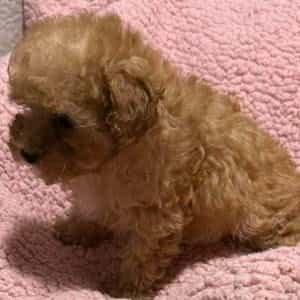 Gia - Toy Poodle Female