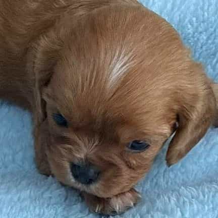 Robbie - Cavalier King Charles Spaniel Male