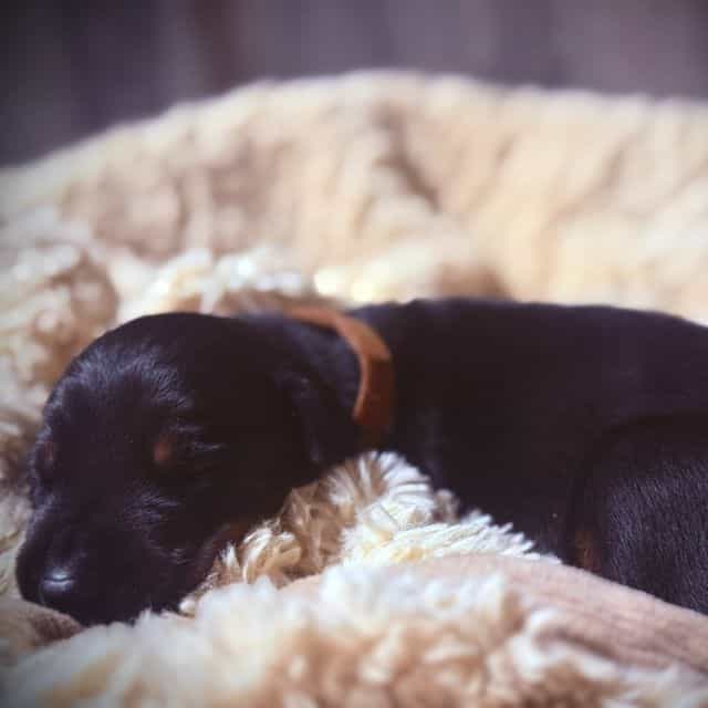 Kodiak - Doberman Pinscher Male
