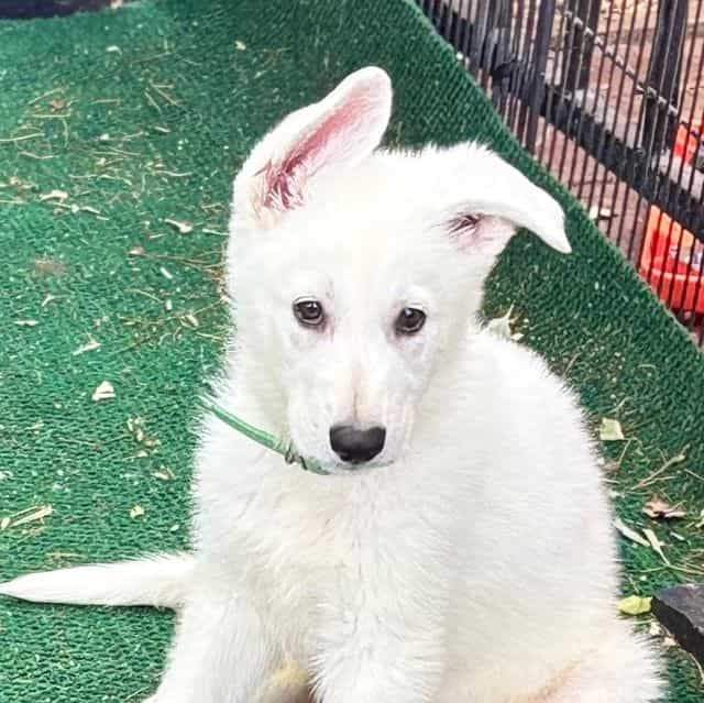 Jax  - German Shepherd Dog Male