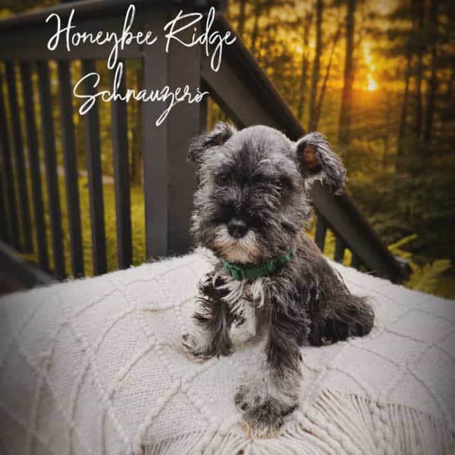 Akc Bo - Miniature Schnauzer Male