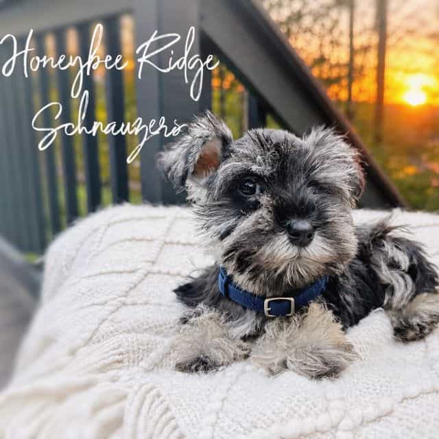 Akc Duke - Miniature Schnauzer Male