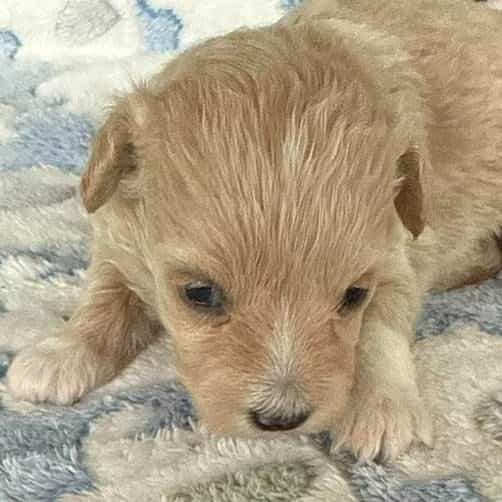 Rolo - Maltipoo Male
