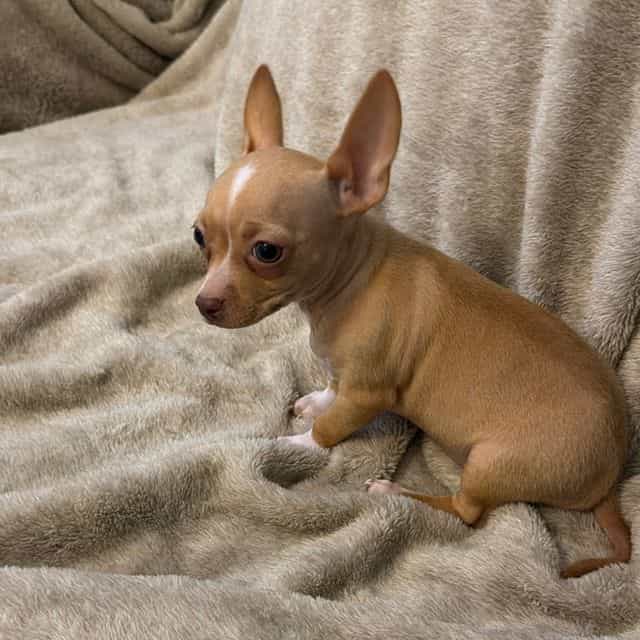 Miniture Lacy c - Chihuahua Female