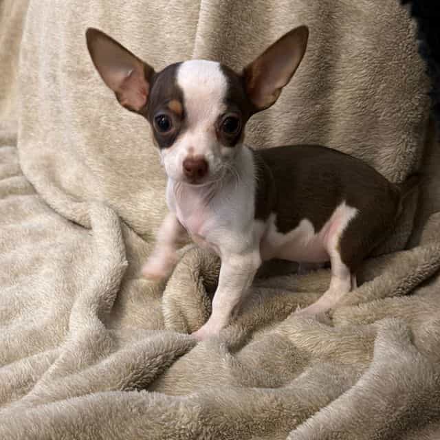 Miniture Mrs Br - Chihuahua Female