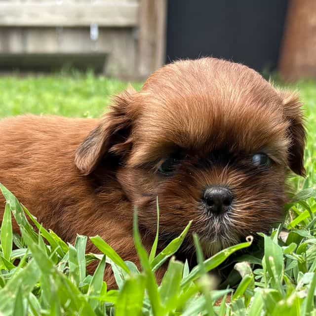 Theodore  - Shih Tzu Male